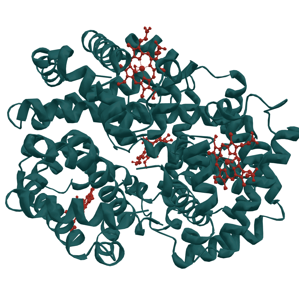 A ribbon model of haemoglobin: four teal protein chains coiled around each other, each holding a red heme group.